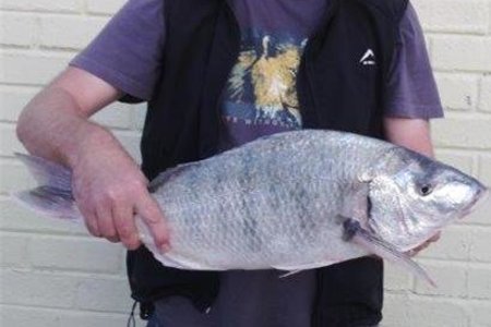 Die dag se wenner, Arno van der Merwe, met sy pragtige steenbras van 3.74kg